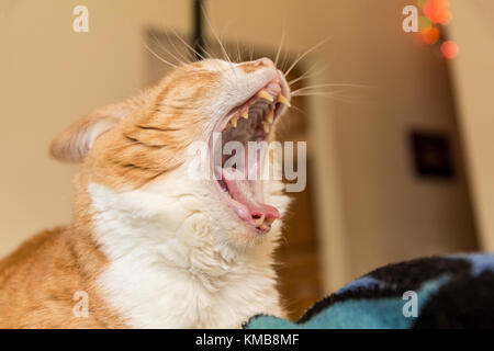 'Kia', a domestic short-hair cat, giving a big yawn and showing off her sharp teeth Stock Photo