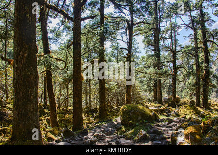 Hiking in the jungle in Manaslu Region, Nepal Stock Photo