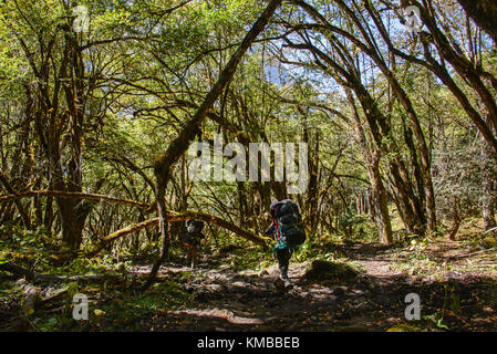 Hiking in the jungle in Manaslu Region, Nepal Stock Photo