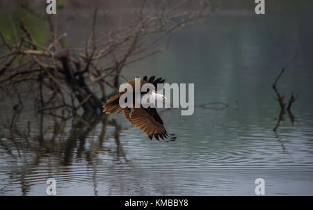 Brahminy Kite flying with fish just caught Stock Photo