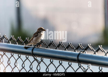 Tiny little bird standing on a fence in Boston Massachusetts at the harbor walk Stock Photo