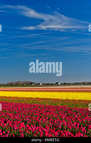 Fileds of blossoming tulips, Bollenstreek area, Noordwijkerhout, Netherlands Stock Photo