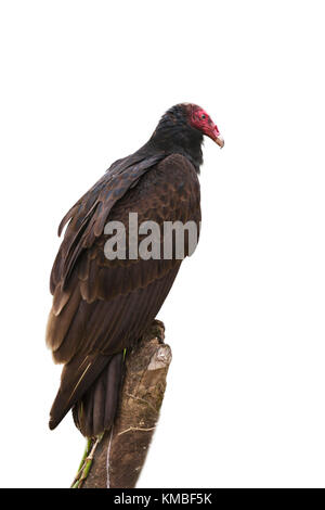Turkey Vulture (Cathartes aura) isolated on white background Stock Photo