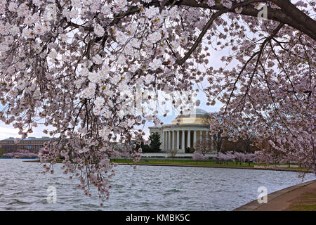 Thomas Jefferson Memorial framed by blooming cherry tree branch. Abundance of blossoming cherry trees around Tidal Basin in Washington DC, USA. Stock Photo