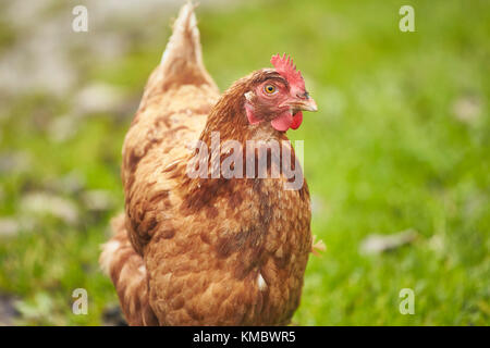 Free range Chicken on roaming on green grass Stock Photo