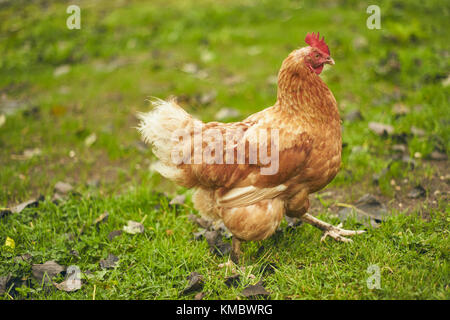 Free range Chicken on roaming on green grass Stock Photo