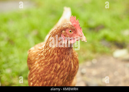 Free range Chicken on roaming on green grass Stock Photo