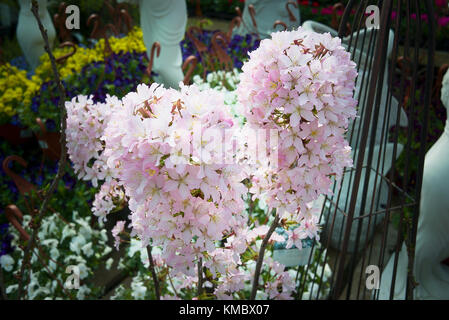 Spring blossom on a young Prunus nipponica var.Kurlensis 'Ruby' for sale at an English garden centre in UK Stock Photo