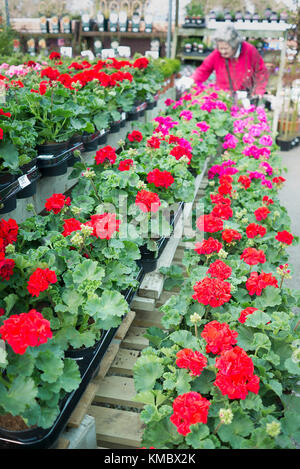 Red and pink zonal pelargonium bedding plants available for self-selection at an English garden centre in UK Stock Photo