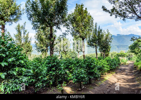 Coffee bushes grow in shade of grevillea trees on coffee plantation in coffee growing area near Antigua, Guatemala, Central America Stock Photo