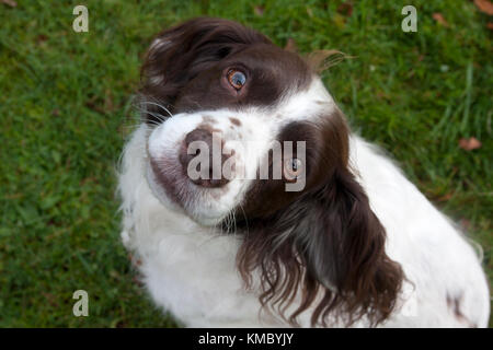 cross springer spaniel "sprocker", adult, looking into camera Stock Photo