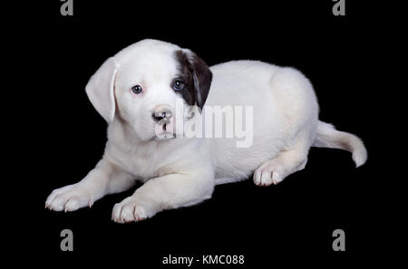 Black Labrador With White Patch On Chest Looks Intently Out Of Shot Whilst Sitting Training Gun Dog Sits And Awaits Command In Green Garden Area Stock Photo Alamy