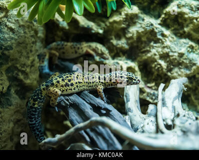 Leopard gecko Eublepharis macularius in natural environment Stock Photo