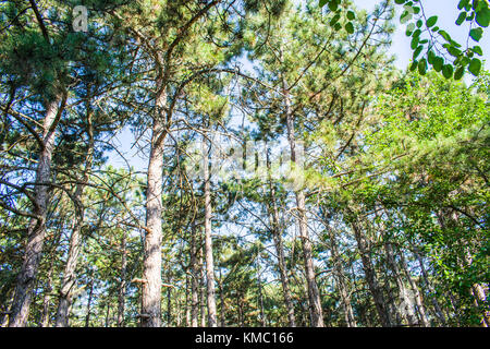 Huge trees in a pine forest. Very bright Stock Photo