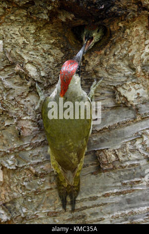 Green Woodpecker / Grünspecht ( Picus viridis ), feeding its juveniles / chicks / young at nest hole, Europe. Stock Photo