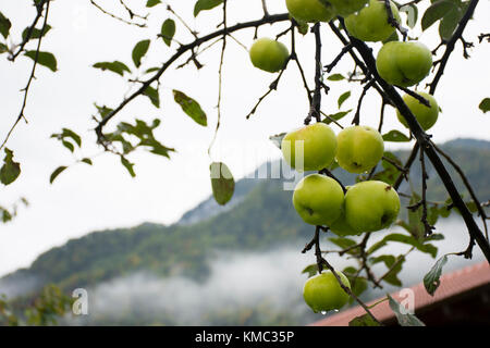 green apples on a tree Stock Photo
