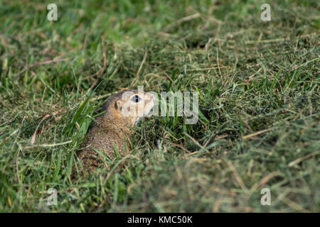 European ground squirrel in Tihany near Lake Balaton, Hungary Stock Photo