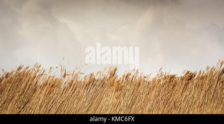 Border of reed or straw against sky Stock Photo