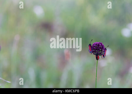Bugs red on field purple flower close up Stock Photo