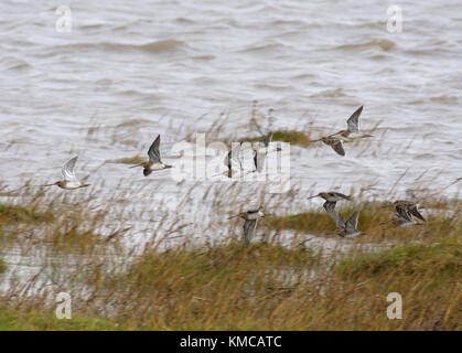 A flock of common snipe, Gallinago gallinago, flying over salt marsh on edge of Morecambe Bay, Lancashire, UK Stock Photo