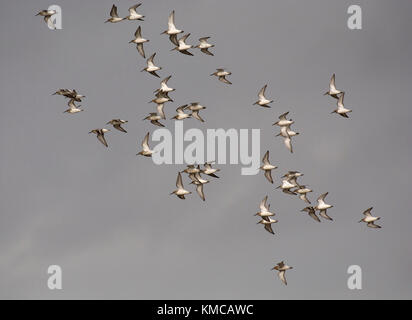 A flock of Common Sandpiper, Actitis hypoleucos, flying against plain grey sky over Morecambe Bay, Lancashire, UK Stock Photo