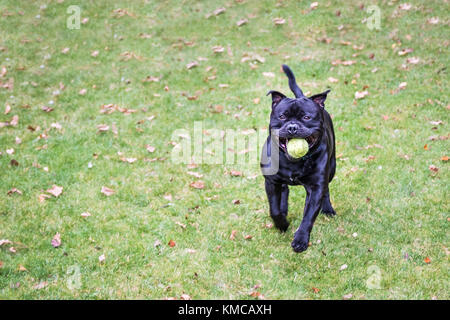 Happy, fit Staffordshire bull terrier dog running on grass towards the camera, he has a black shinny coat and a tennis ball in his mouth. There is cop Stock Photo