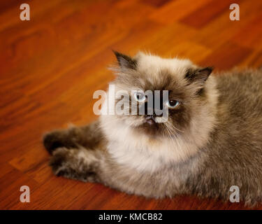 Portrait of Himalayan cat Stock Photo