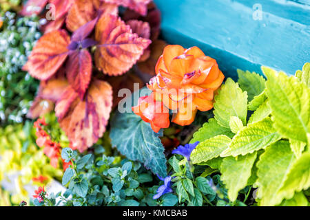 Closeup of begonia orange flower in crate decoration with coleus plants Stock Photo