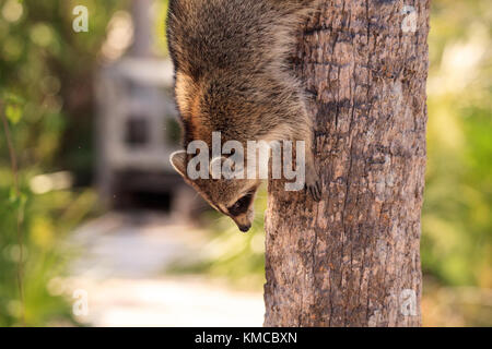 Raccoon Procyon lotor forages for food at the Corkscrew Swamp Sanctuary in Naples, Florida. Stock Photo