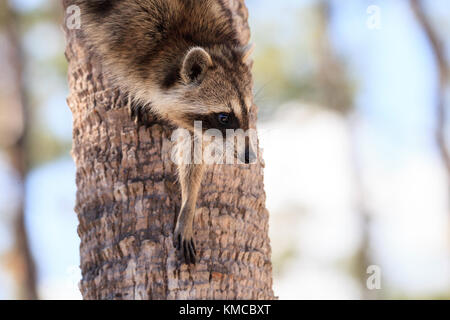 Raccoon Procyon lotor forages for food at the Corkscrew Swamp Sanctuary in Naples, Florida. Stock Photo