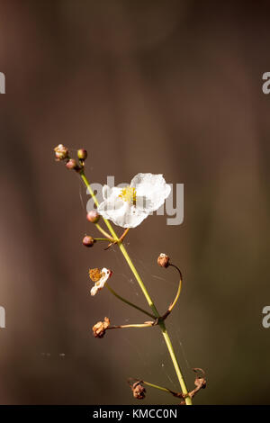 Water violet Hottonia palustris flowers in the Corkscrew Swamp Sanctuary in Naples, Florida Stock Photo