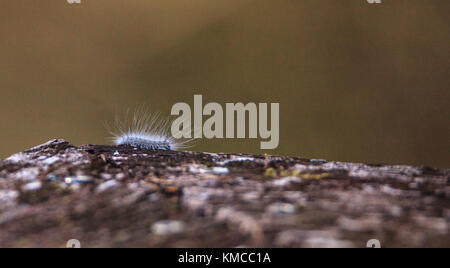 Fuzzy white caterpillar Virginian Tiger Moth Spilosoma virginica also called the yellow woolybear in the Corkscrew Swamp Sanctuary in Naples, Florida Stock Photo