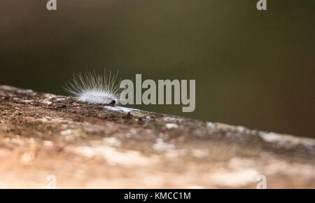 Fuzzy white caterpillar Virginian Tiger Moth Spilosoma virginica also called the yellow woolybear in the Corkscrew Swamp Sanctuary in Naples, Florida Stock Photo