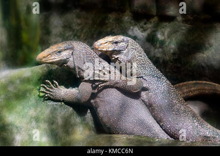 Giant iguana portrait is resting in the zoo. This is the residual dinosaur reptile that needs to be preserved in the natural world Stock Photo