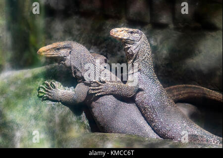 Giant iguana portrait is resting in the zoo. This is the residual dinosaur reptile that needs to be preserved in the natural world Stock Photo