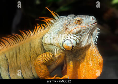 Giant iguana portrait is resting in the zoo. This is the residual dinosaur reptile that needs to be preserved in the natural world Stock Photo