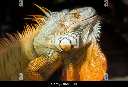 Giant iguana portrait is resting in the zoo. This is the residual dinosaur reptile that needs to be preserved in the natural world Stock Photo