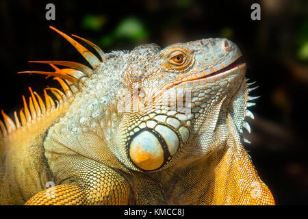 Giant iguana portrait is resting in the zoo. This is the residual dinosaur reptile that needs to be preserved in the natural world Stock Photo