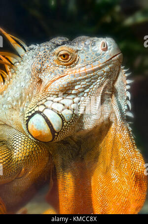 Giant iguana portrait is resting in the zoo. This is the residual dinosaur reptile that needs to be preserved in the natural world Stock Photo