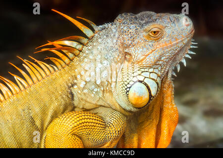 Giant iguana portrait is resting in the zoo. This is the residual dinosaur reptile that needs to be preserved in the natural world Stock Photo