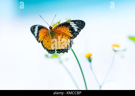 Colorful butterfly parked on the flower stalk in the sunny morning in the garden Stock Photo