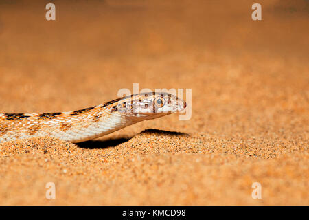 Awl Headed Snake, Lytorhynchus diadema emerging out of sand, Desert National Park, Rajasthan, India Stock Photo
