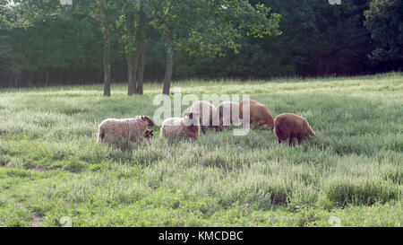 Flock of Sheep in Sunny, Grassy Meadow Stock Photo