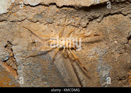 Camel spider, Solifuge, Wind Spider / Red Roman Desert National Park, Rajasthan, India Stock Photo