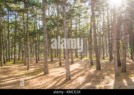 Huge trees in a pine forest. Sunlight makes its way through the trees Stock Photo