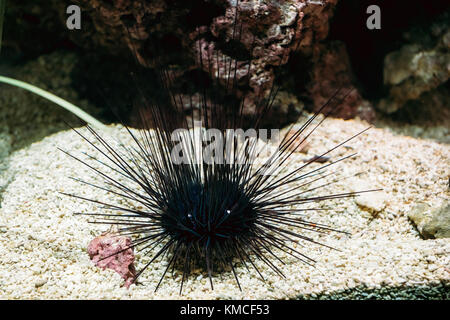 Sea Urchin Or Urchin Or Sea Hedgehog Diadema Setosum Swimming In Aquarium With Coral Reefs. Stock Photo