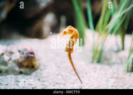 Long-snouted Seahorse Hippocampus Guttulatus Swimming In Aquarium. Stock Photo