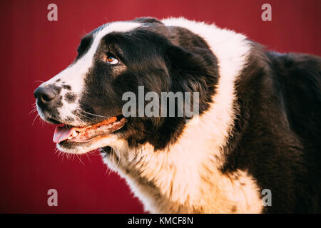 Close Up Portrait Of Central Asian Shepherd Dog Walking In Village Yard. Alabai - An Ancient Breed From The Regions Of Central Asia. Used As Shepherds Stock Photo