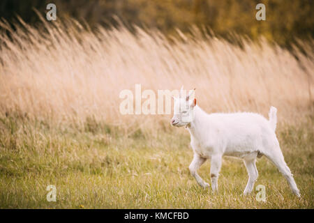 Kid Goat Grazes In Spring Grass. Farm Baby Animals. Stock Photo