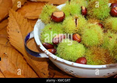 Foraged sweet chestnuts (Castanea sativa), gathered in an enamel colander, in an English woodland, UK Stock Photo